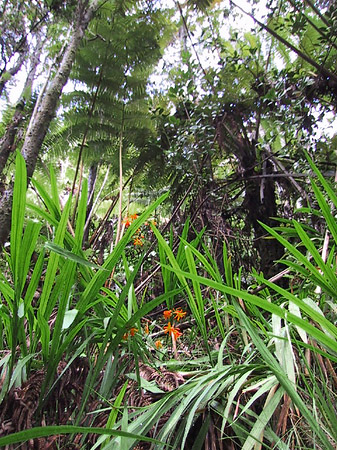 Fotos In Hawaiis Wäldern | 