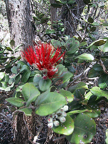 In Hawaiis Wäldern Foto 