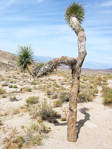 Fotos Lone Pine - Panamint Springs | 