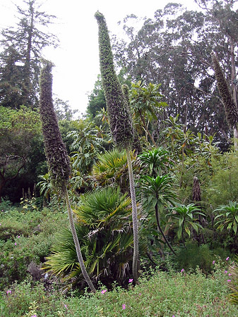 Fotos Golden Gate Park mit Botanischen Garten | San Francisco