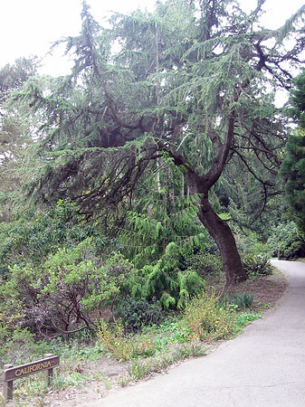 Golden Gate Park mit Botanischen Garten Foto 