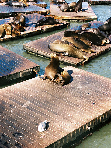 Fotos Seehunde | Los Angeles