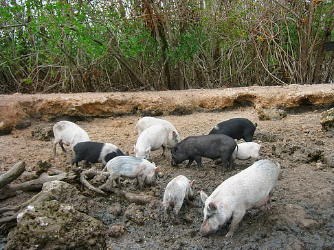 Schweine Fotos