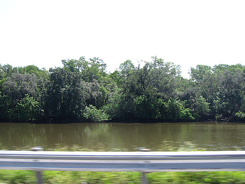 Foto Straßenrand auf Marco Island