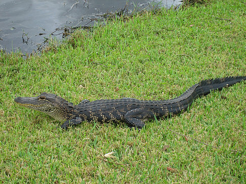 Fotos Krokodil | 