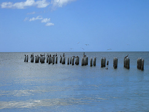 Vögel am Strand