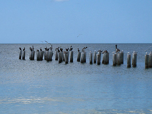 Foto Vögel am Strand