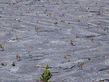 Erstarrte Lava Foto 