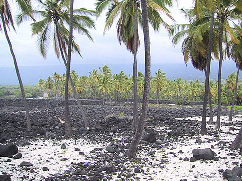 Foto Der Strand von Hawaii - 