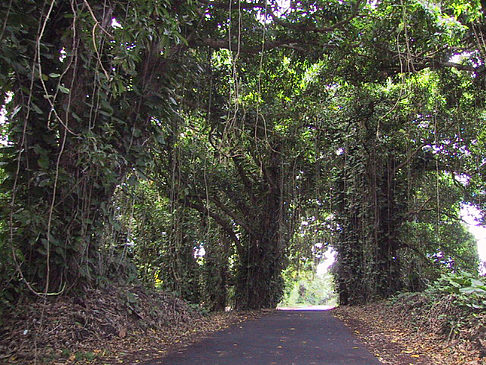 Straßen auf Hawaii Fotos