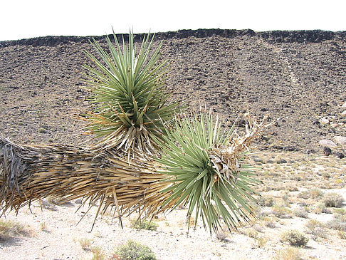 Foto Lone Pine - Panamint Springs - 