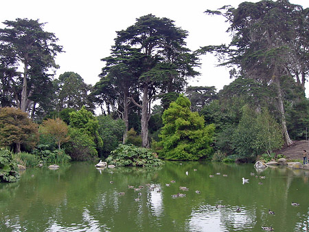 Foto Golden Gate Park mit Botanischen Garten